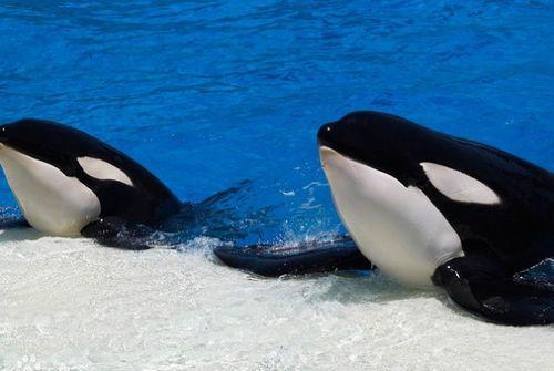 鲸的资料和图片