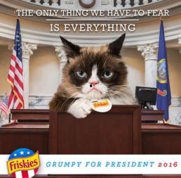 张猫网红照片,镜头下的萌态与魅力