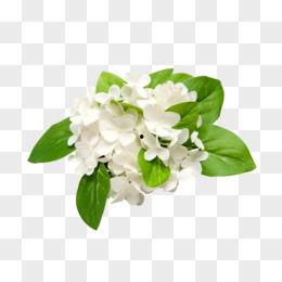 白鲜花图片,纯洁之美的自然画卷